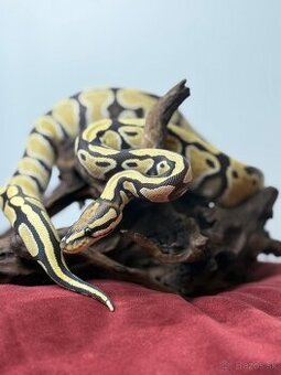 Python regius Desert Ghost