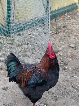 Kohut maranská medenokrká