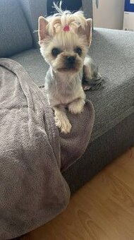 Darujem psíka Jorkšíra