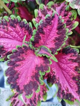 Coleus- africká žihľava