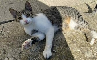 Darujem mačiatka - mačky