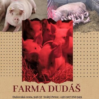 Predám jatočné ošípané/ Hízó malac eladó