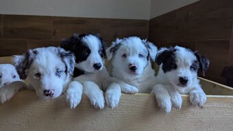 Border kolia- blue merle