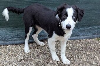 Border kolia- blue merle