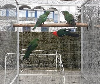 Papagáj kráľovský