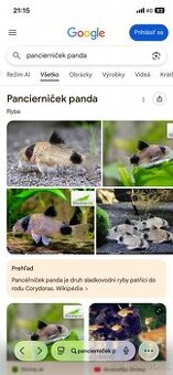 Panciernicek panda a prisavniky