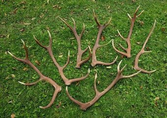 Predám jelenie zhody