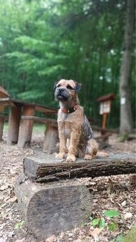 Border terrier
