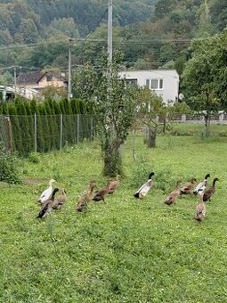 Predam indicke bezce