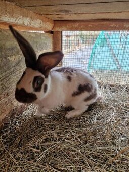 Nemecky strakac havana