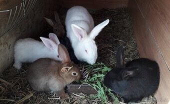 Kraliky - samica + mlade