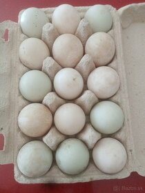 Kacacie vajcia