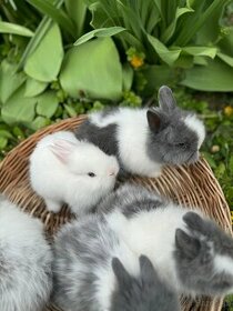 Zakrslé teddy zajačiky