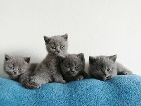 Britské modré mačiatka