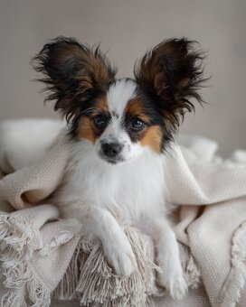 Papillon s rodokmeňom