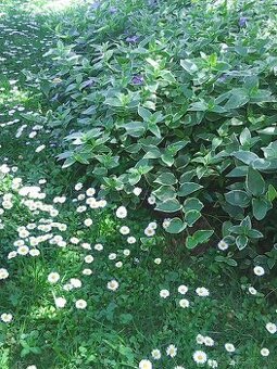 zimozelen obycajna