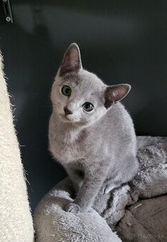 Ruska modra kotatka s pp