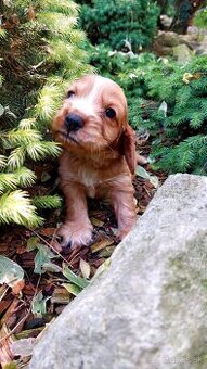 Kokerspaniel,kokrspaniel