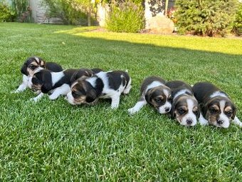 Beagle - 1
