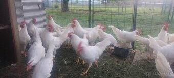 Leghorn