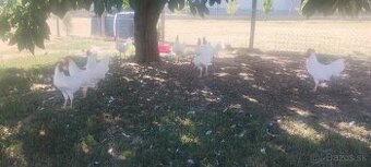 Leghorn