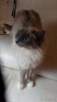 ragdoll,radgoll,dospelé mačky