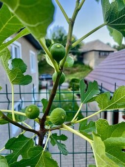 figovníky sadenice figy figové stromky a granátové jablko