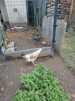 Kohúty araucana a cream legbar