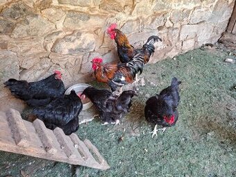 Mladé kohúty a sliepky