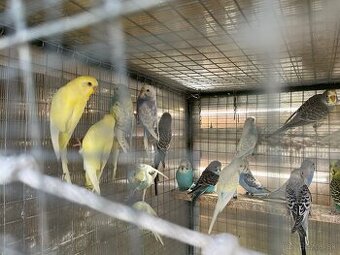 Andulky, korely, agapornis fischer