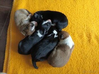 Border kolia - steniatka