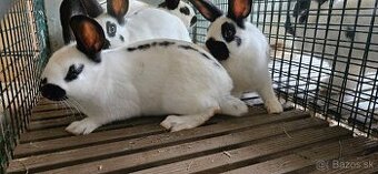 Králiky na predaj Český strakáč a Kalifornský - krížence