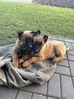 Predám šteniatka - 1