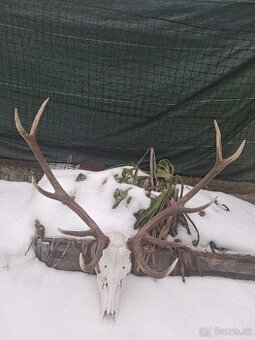 Trofej, parohy, zhody,dekoracia