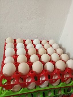 Domáce vajcia