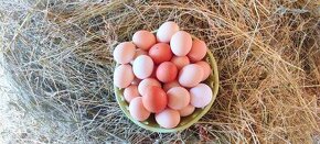 Domáce vajíčka ✓✓✓