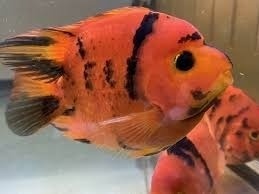 parroty
