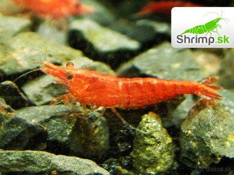 Krevetky red cherry