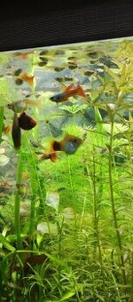 Akvarijne rastliny mix 7 druhov +10krevetiek darujem