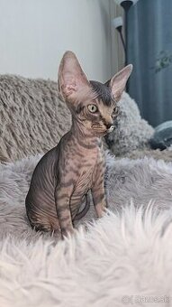 Donský sphynx  mačiatka