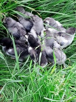 Kuriatka marans