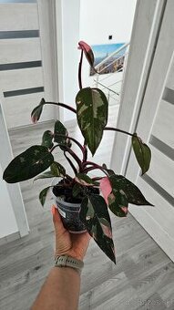 Philodendron pink princess marble