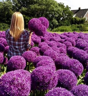 Okrasný cesnak Ambasador do 150 cm