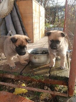 Belgický ovčiak Malinois cross