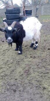 Holandský capko kastrovany 2 ročný