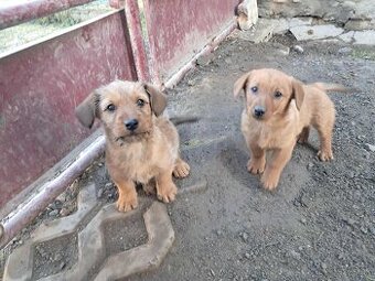 Predám šteniatka jazvečíka