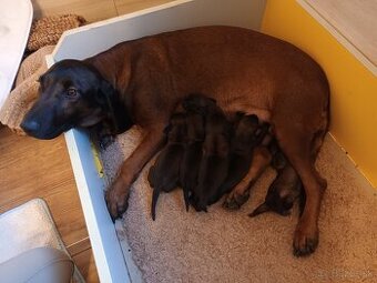 Bavorský farbiar - 1