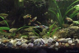 Predám Gupky Endlerove