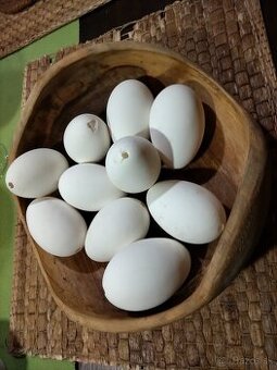 Predám husacie vajcia vyfúknuté