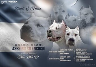 ARGENTÍNSKA DOGA S PP